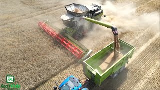 New Claas Lexion 8900 Harvesting Wheat [upl. by Assila]