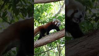 The red panda spends most of its time in trees 🐾 shorts youtubeshorts viralvideo [upl. by Babs]