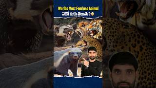 Worlds Most Fearless Animal ఇదేనట 😳 honeybadger shortsfeed shortsvideo shorts [upl. by Pasahow]