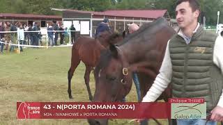 Lot 43 NPORTA ROMANA 2024 Moulins AQPS Foal Show [upl. by Harri279]