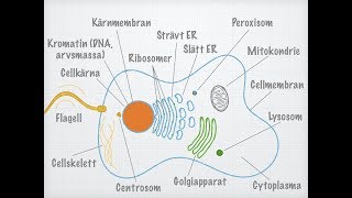 Den eukaryota cellens uppbyggnad [upl. by Ramses]