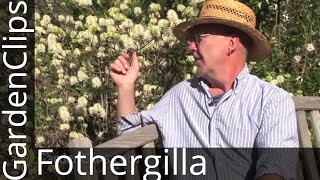 Fothergilla gardenii  Garden Fothergilla  How to grow Fothergilla [upl. by Niobe]