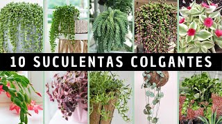 10 Suculentas COLGANTES 💚 [upl. by Arraet596]