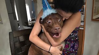 Dogs and Animals Doing Funny Things 🤣 Funny Dogs and Animal Videos [upl. by Jolynn]