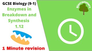 GCSE Biology 91 Enzymes in Breakdown and Synthesis EdexcelAQAOCR [upl. by Aitak]