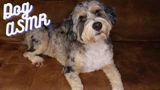 Most Peaceful Dog 🐶 ASMR That Will Melt Your Stress Away [upl. by Pauwles376]