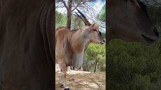 Eland quieto  eland taurotragusoryx [upl. by Cower]