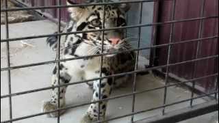 A baby clouded leopard at Timbavati Wildlife Park in Wisconsin Dells cries out [upl. by Nairdad115]