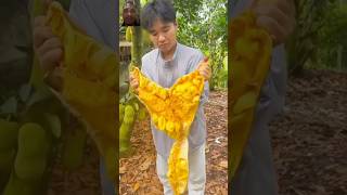 jackfruit satisfying fruit agriculture food ytshorts youtubeshorts [upl. by Annora804]