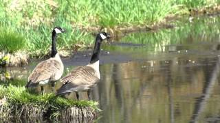 Honking Canada Geese [upl. by Villiers]