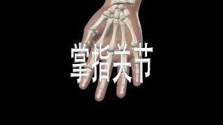 掌指关节 Metacarpophalangeal Joints [upl. by Cadel843]