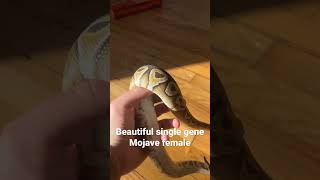 Mojave ball python [upl. by Olenka57]