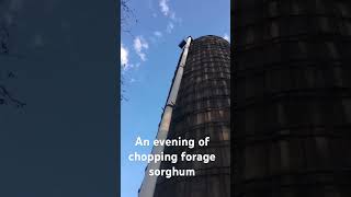 Chopping forage sorghum 2024 farming [upl. by Erika]