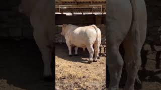 ⭕ CHAROLAIS CATTLE ✅ Biggest Bulls And Cow [upl. by Nnaeus]