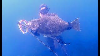 CRYSTAL CLEAR California Halibut Spearfishing [upl. by Ille]