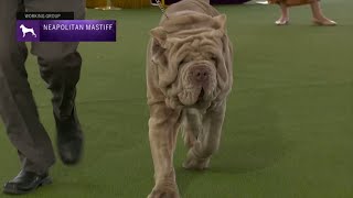 Neapolitan Mastiffs  Breed Judging 2023 [upl. by Wehhtam]