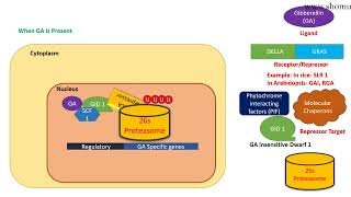 Gibberellin signaling pathway [upl. by Jaynes261]