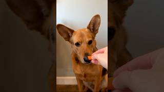 Dog eating a crunchy carrot ASMR 🥕🐶 Marty Snacking  Episode 5 dog asmr eating eatingsounds [upl. by Rexanna]