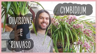 🌸 Come dividere e rinvasare i CYMBIDIUM  TUTORIAL [upl. by Ennirok257]