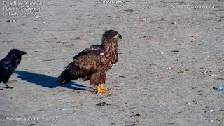 Whitetailed Eagle and other Birds Siemień Poland 20241020 [upl. by Dot860]