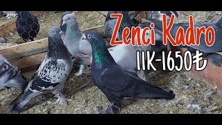 Zenci Oyun Kuşları [upl. by Carrick]