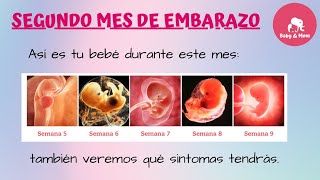 🤰Segundo mes de embarazo sintomas y cambios fisicos 🤱Embarazo semana a semana👶 [upl. by Emmeline]