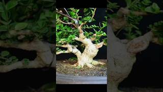 CUTTING SANCANGPREMNA MICROPHYLLA [upl. by Pascal]