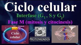 Ciclo celular Interfase G1 S y G2 y fase M mitosis y citocinesis [upl. by Ennayllek483]