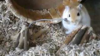 Very funny Gerbil [upl. by Rogerio]