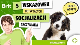 RADZIMY 5 rzeczy które musisz wiedzieć o socjalizacji szczeniąt  Brit Polska [upl. by Nidak]