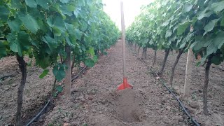 Do vines need to be watered [upl. by Dimitry]