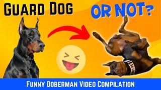 Dobermans Breaking Character Funny Doberman Video Compilation [upl. by Nason]