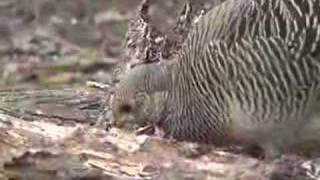 golden pheasant hen [upl. by Geaghan]