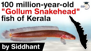 100 million year old fish Gollum Snakehead found in Kerala  Know facts about Aenigmachanna Gollum [upl. by Zelle353]