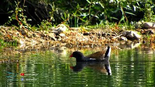 Gallinule  Dengi Sruşt [upl. by Caylor]