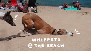 Whippets at the Beach ☀ Indiana Dunes [upl. by Romilly954]