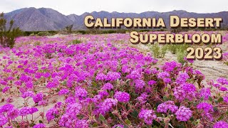 Superbloom 2023  Purple and Yellow Desert Superbloom in AnzaBorrego 4K [upl. by Barden]