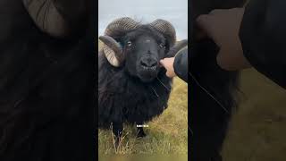 How to Dip Sheep for Parasite Control👀🤔🔥 [upl. by Whit347]