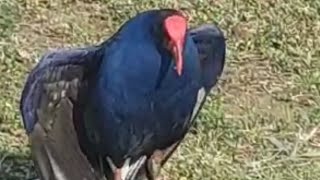 Australasian Swamphen Bird [upl. by Nylahsoj363]