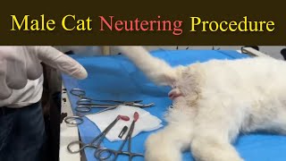 Male cat neutering procedure  Benefits of male cat neutering  Cat and dog neutering [upl. by Valenka]