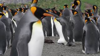 King Penguin Vocalization King Penguin Sounds  Animal Sounds [upl. by Stodder346]