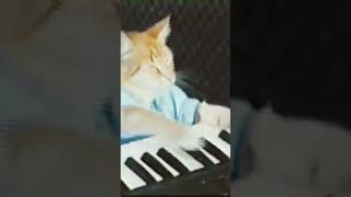 Cat piano meme [upl. by Ycniuq858]