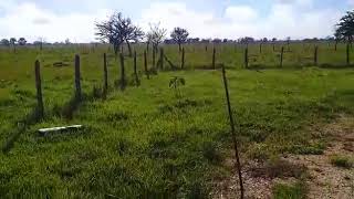 VENTA  Rancho Las Delicias 525ha Chumpan Campeche México [upl. by Egwan]