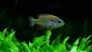 Planted 30 Gallon Aquarium With OrangeSpotted Sunfish And Dim Mak Theme [upl. by Lienet881]