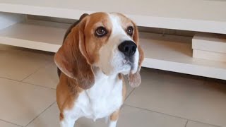 Beagle Dog Learns How to Crawl PART 1 easy one  Tim the Beagle [upl. by Katharyn]