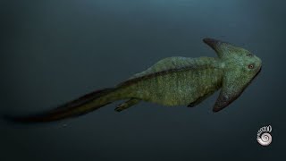 Diplocaulus magnicornis  Late Carboniferous amphibian [upl. by Elleuqram387]