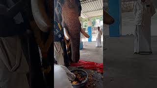 കൊച്ചുഗണേശൻ ആനയൂട്ട്Keralatravel179 ytshorts youtubeshorts shortfeed elephant [upl. by Arriek]