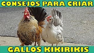 7 Consejos Importantes para Cuidar a tus Kikirikis [upl. by Ayatahs]