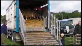 Builth Wells Sheep Sale [upl. by Tezzil726]