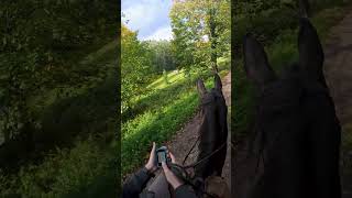 Quelle a été votre aventure la plus folle  🤔✨ horse alsace cheval shorts chevaux [upl. by Akenet]